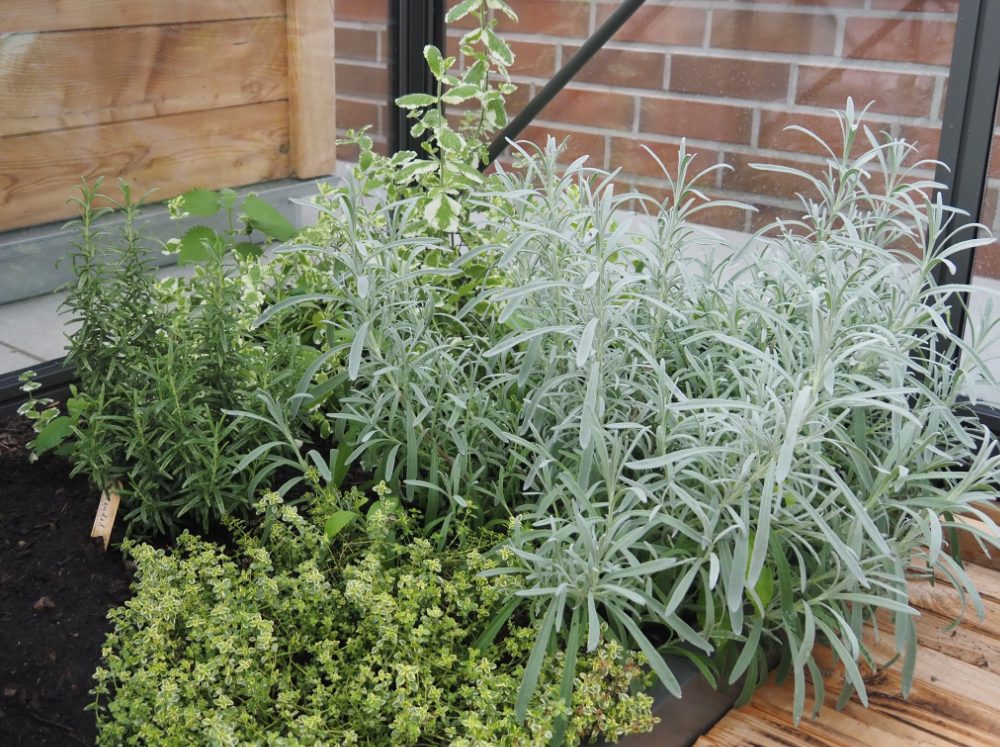 Close-up of herbs in a garden bed inside of a glass greenhouse.