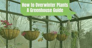 Hanging baskets lined up on the back wall of a glass greenhouse in winter covered in a green tint and a graphic at the top reading "How to Overwinter Plants: A Greenhouse Guide"