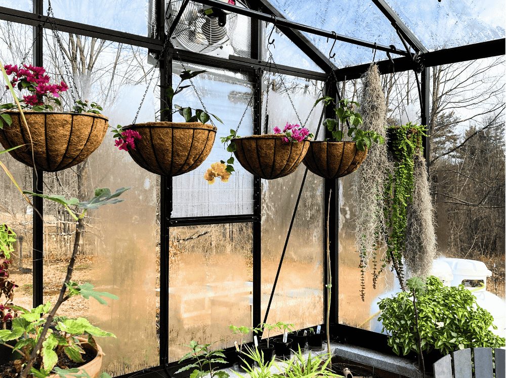 Hanging baskets lined up on the back wall of a glass greenhouse in winter