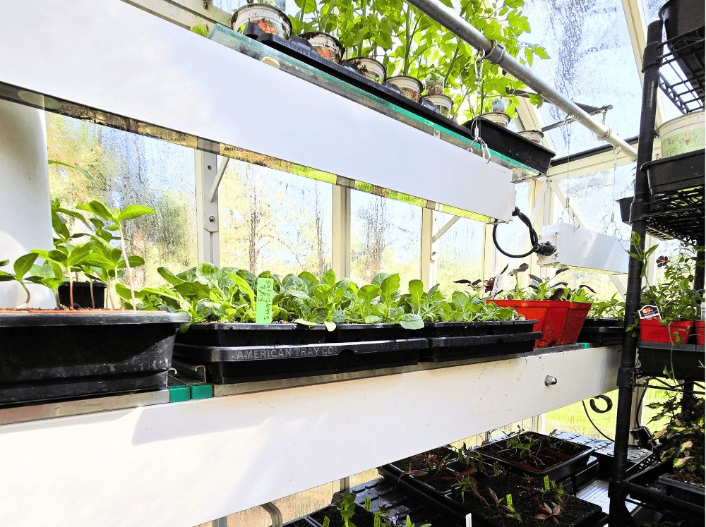 Close up of interior greenhouse shelves and grow lights over seedling trays.