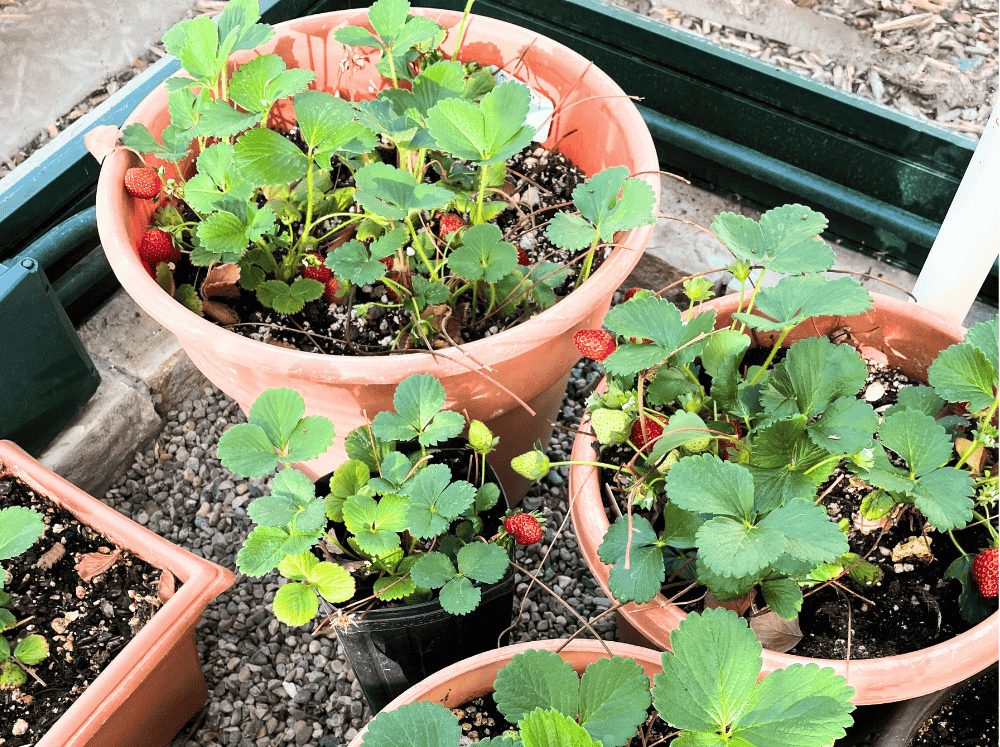 Close up of newly sprouted strawberries in containers inside of a greenhouse flourishing in winter.
