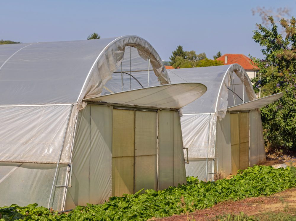 Exterior of extra large hoop house greenhouses with the top front panel open for ventilation.