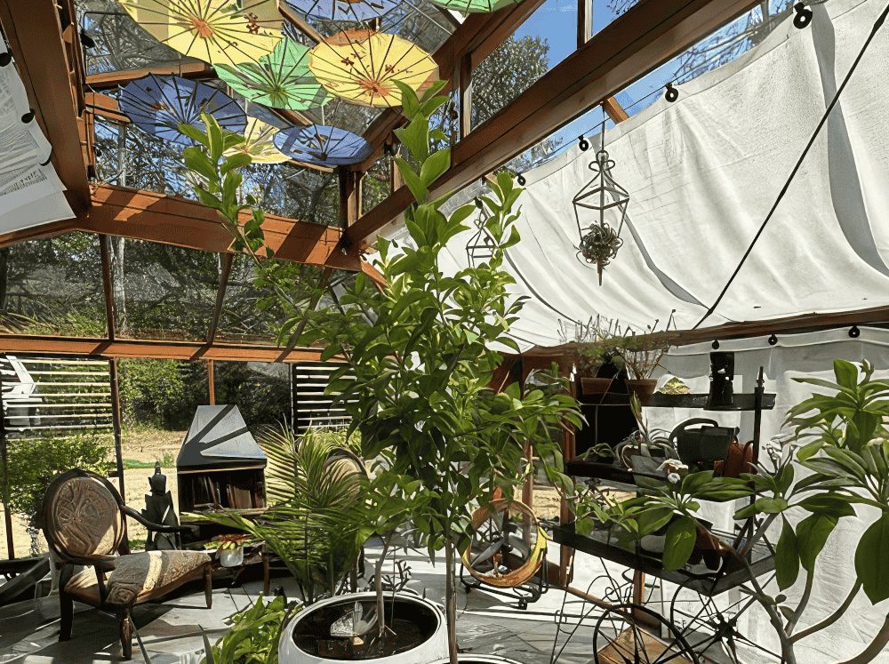Interior view of a Janssens cathedral glass and wooden greenhouse with umbrellas hanging upside down as shading.