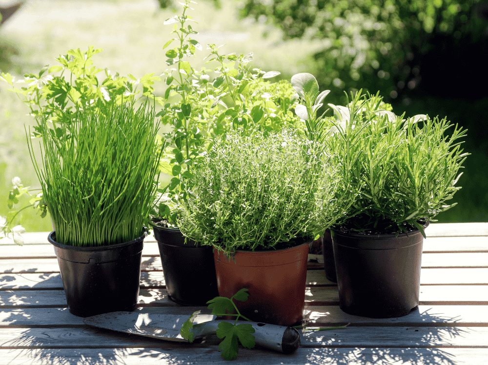 Potted herbs on a bench with a small hand shovel