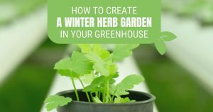 Close up of herb seedlings in hydroponics greenhouse with a green tint and a text graphic at the top reading "How to create a winter herb garden in your greenhouse"