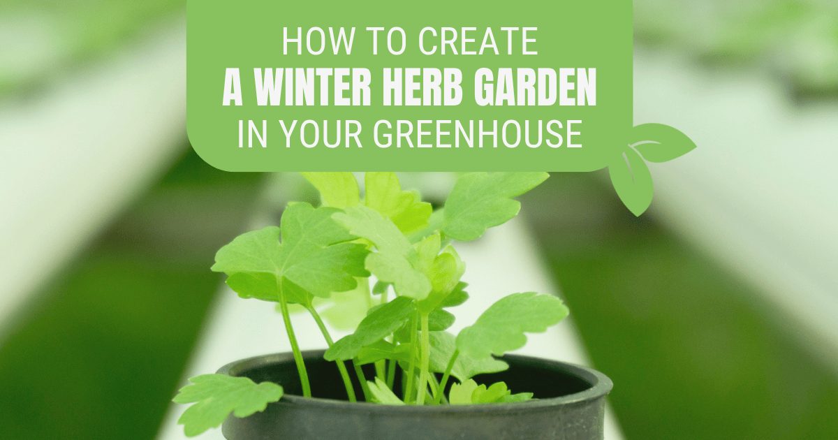 Close up of herb seedlings in hydroponics greenhouse with a green tint and a text graphic at the top reading "How to create a winter herb garden in your greenhouse"